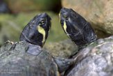 NOH1171258 geelbuikschildpad / Trachemys scripta scripta