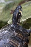 NOH1171262 geelbuikschildpad / Trachemys scripta scripta