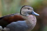 NOH1171266 roodschoudertaling / Callonetta leucophrys