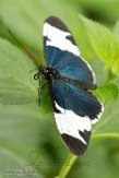 NOH1171274 sneeuwvlek-passiebloemvlinder / Heliconius cydno