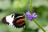 NOH1171280 sneeuwvlek-passiebloemvlinder / Heliconius cydno