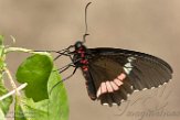 NOH1171302 Gewone passiebloemvlinder / Heliconius erato