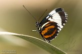 NOH01182678 sneeuwvlek-passiebloemvlinder / Heliconius cydno