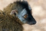 NOH01182685 roodvoorhoofdmaki / Eulemur rufifrons