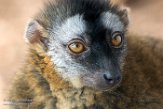 NOH01182691 roodvoorhoofdmaki / Eulemur rufifrons