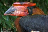NOD02134111 rosse neushoornvogel / Buceros hydrocorax