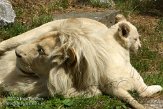NOD02134315 Transvaalleeuw / Panthera leo krugeri