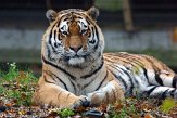 NOD0313A416 Siberische tijger / Panthera tigris altaica