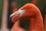 NOD0313A464 Cubaanse flamingo / Phoenicopterus ruber