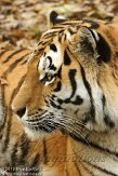NOD0313A512 Siberische tijger / Panthera tigris altaica