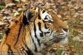 NOD0313A521 Siberische tijger / Panthera tigris altaica