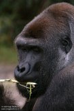 NOD01200398 westelijke laaglandgorilla / Gorilla gorilla gorilla