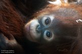 NOD01200423 Borneo orang-oetan / Pongo pygmaeus