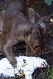 NZO01205802 fossa / Cryptoprocta ferox