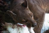 NZO01205814 fossa / Cryptoprocta ferox