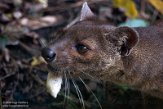 NZO01205821 fossa / Cryptoprocta ferox