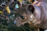 NZO01205832 fossa / Cryptoprocta ferox