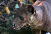 NZO01205834 fossa / Cryptoprocta ferox