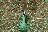 NTT01152992 groene pauw / Pavo muticus