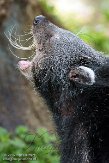 NTT01153067 bintoerong / Arctictis binturong