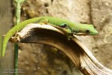 NTZ01160322 pauwoogdaggekko / Phelsuma quadriocellata