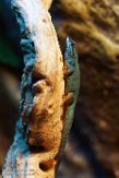 NTZ01160336 azuurblauwe daggekko / Lygodactylus williamsi