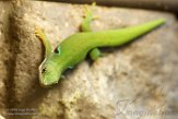 NTZ01160347 pauwoogdaggekko / Phelsuma quadriocellata