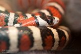 NTZ01180783 bergkoningsslang / lampropeltis pyromelana