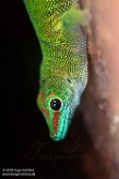 NTZ01180790 Madagaskarreuzendaggekko / Phelsuma grandis