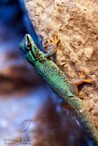 NTZ01180807 azuurblauwe daggekko / Lygodactylus williamsi