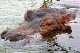 NWE20161417 nijlpaard / Hippopotamus amphibius