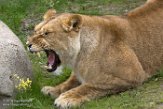 NWE20161424 Afrikaanse leeuw / Panthera leo