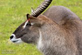 NWE20161433 Defassawaterbok / Kobus ellipsiprymnus defassa