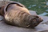 NWE20161475 Zuid-Amerikaanse zeebeer / Arctocephalus australis