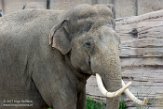 NDE01172636 Aziatische olifant / Elephas maximus