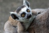 NDE01172643 ringstaartmaki / Lemur catta