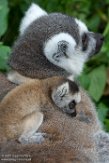 NDE01172651 ringstaartmaki / Lemur catta