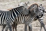 NDE01172736 Grantzebra / Equus quagga boehmi