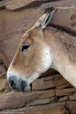 NDE01172746 onager / Equus hemionus