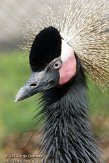 NZZ01132893 zwarte kroonkraanvogel / Balearica pavonina