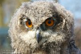 NZZ01132911 Europese oehoe / Bubo bubo bubo
