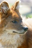 NZZ01132919 dhole / Cuon alpinus