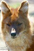 NZZ01132920 dhole / Cuon alpinus