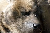 NZZ01140804 gestreepte hyena / Hyaena hyaena