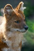 NZZ01140811 dhole / Cuon alpinus