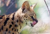 NZZ01140815 serval / Leptailurus serval