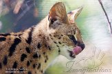 NZZ01140815 serval / Leptailurus serval