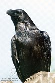 NZZ01140829 raaf / Corvus corax