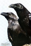NZZ01140835 raaf / Corvus corax