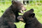 NZZ01161733 Amerikaanse zwarte beer / Ursus americanus